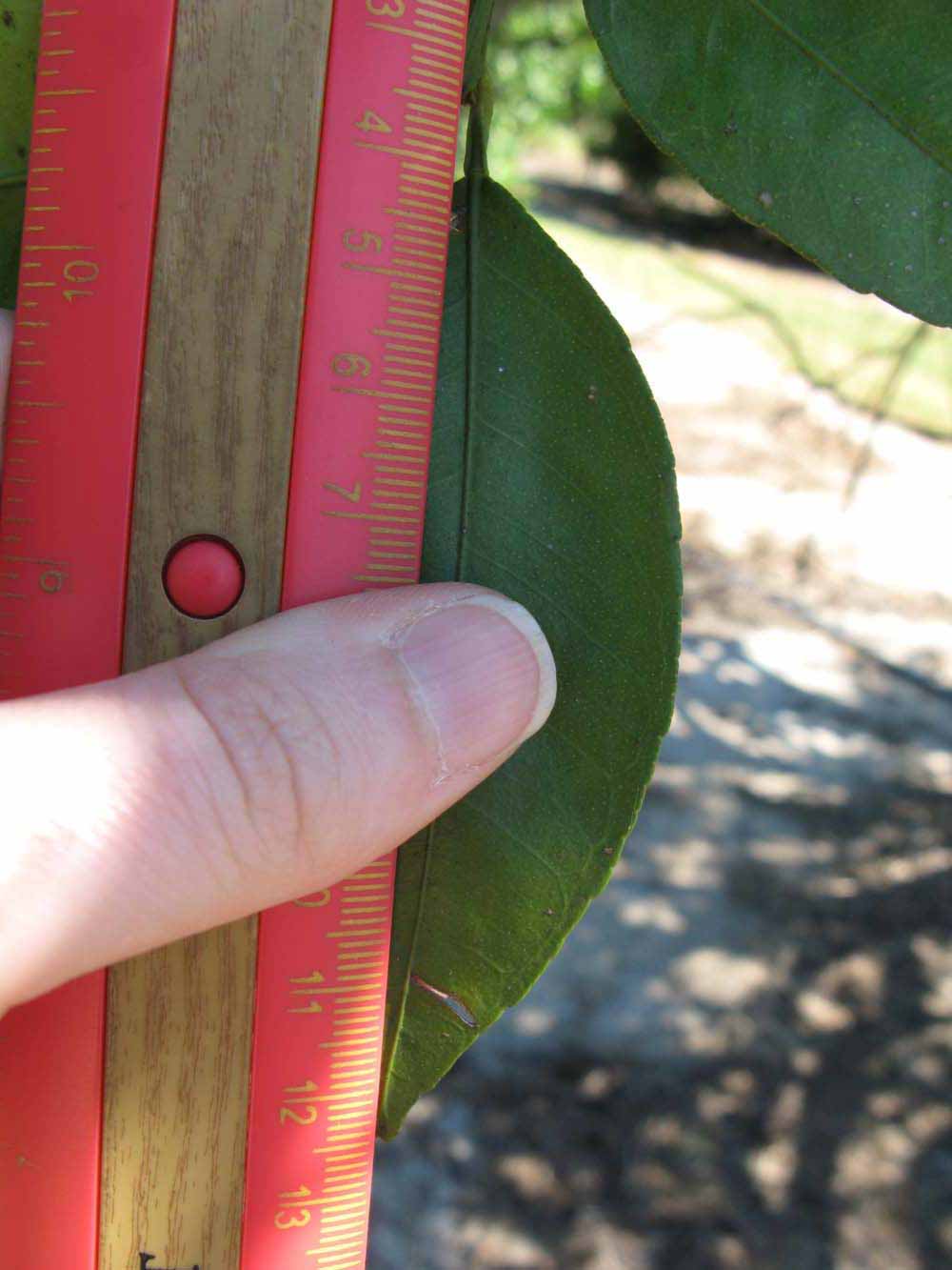              Unifoliolate leaf (Winter Haven, FL)       